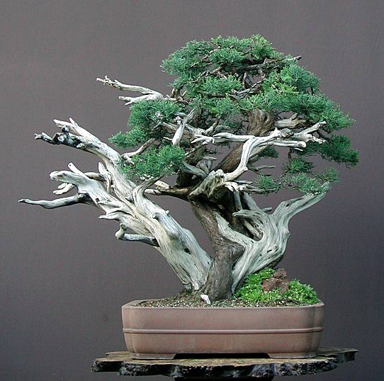 Juniperus chinensis 'pfitzeriana', aus uraltem Baumschulbaum