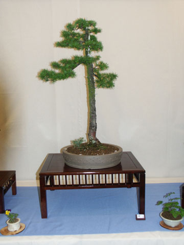 larix_shokan04.jpg