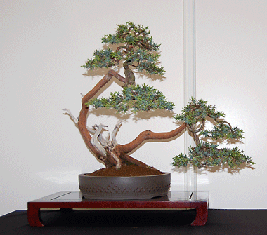 Juniperus von mir auf der Bonsai-Challenge der Inter-Koi 2006