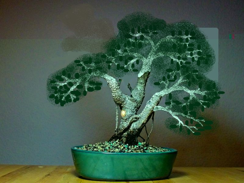 Ficus.jpg