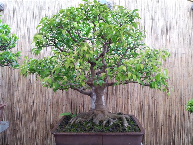 Ficus Benjamina über 100 Jahre alt