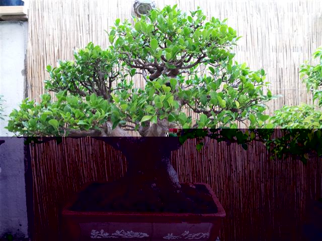 Ficus retusa über 100 Jahre alt
