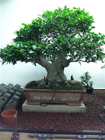 01-Ficus Retusa (Klein).jpg