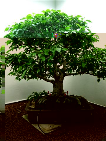 02-Ficus Benjamin (Klein).jpg