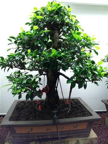 06-Ficus Retusa (Klein).jpg