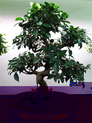 15-Ficus Retusa (Klein).jpg