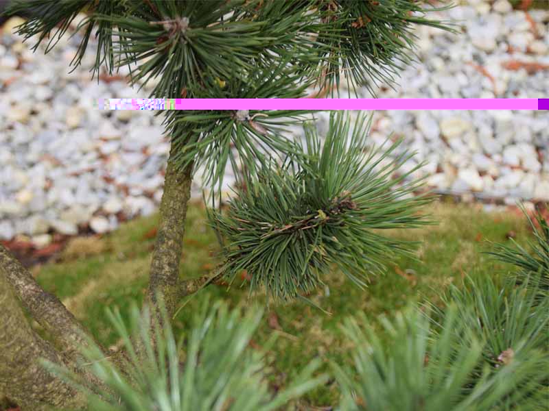 Pinus Contorta.jpg
