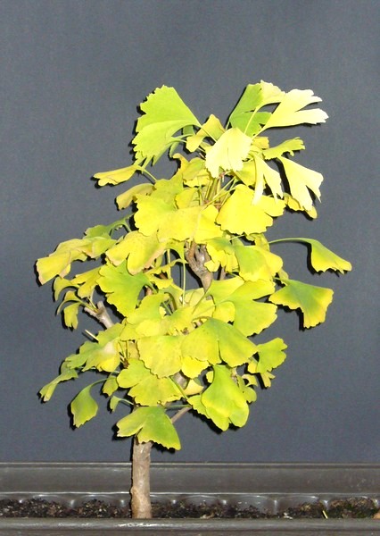 Gingko-102010.jpg