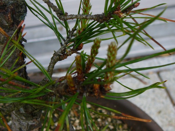 Pinus-Sylvestris-052015-2.jpg