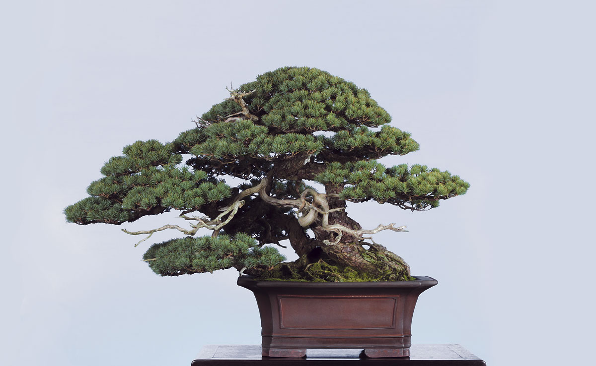 88. Kokufu-ten<br />Aus der Galerie BONSAI ART 133 // http://ow.ly/RDmcc