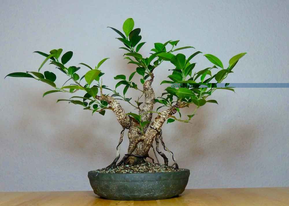 Ficus M. vorne.jpg