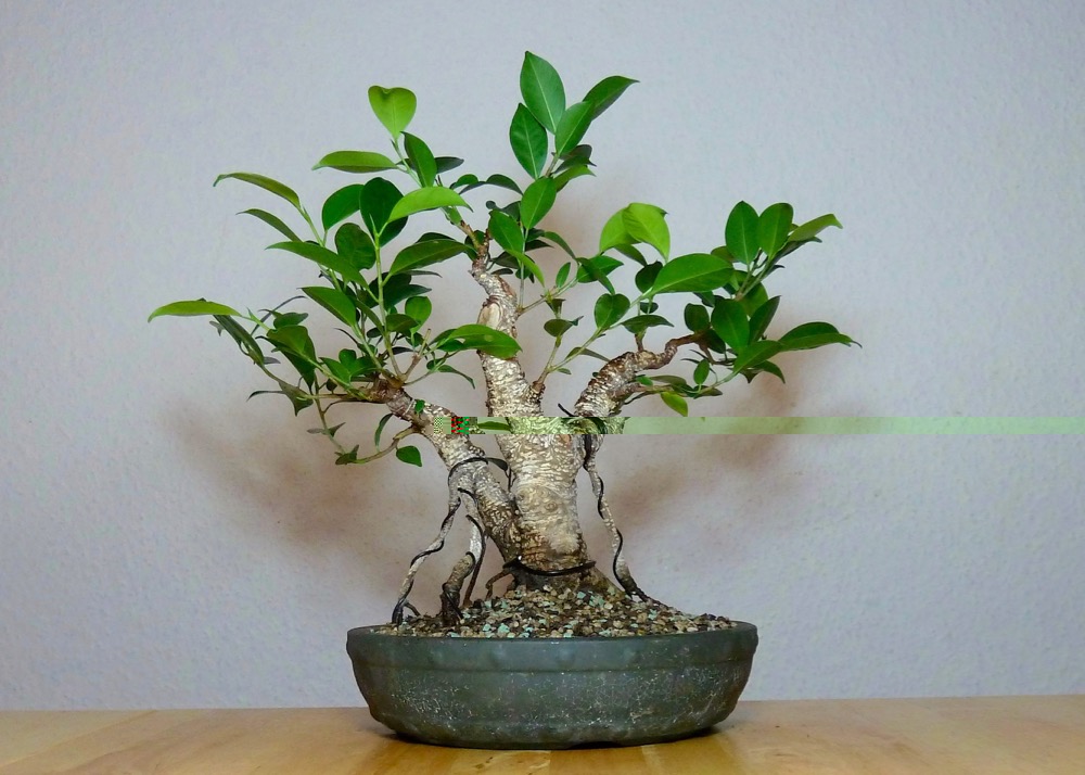 Ficus M. hinten.jpg