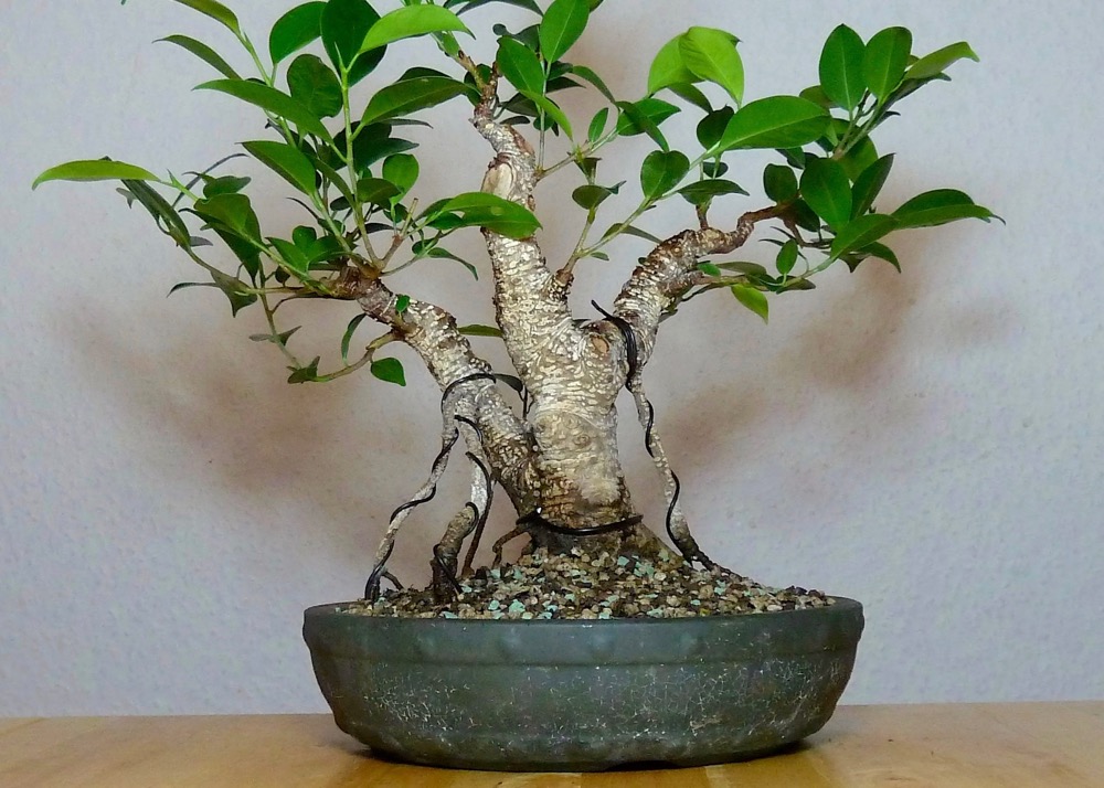 Ficus M. hinten 2.jpg