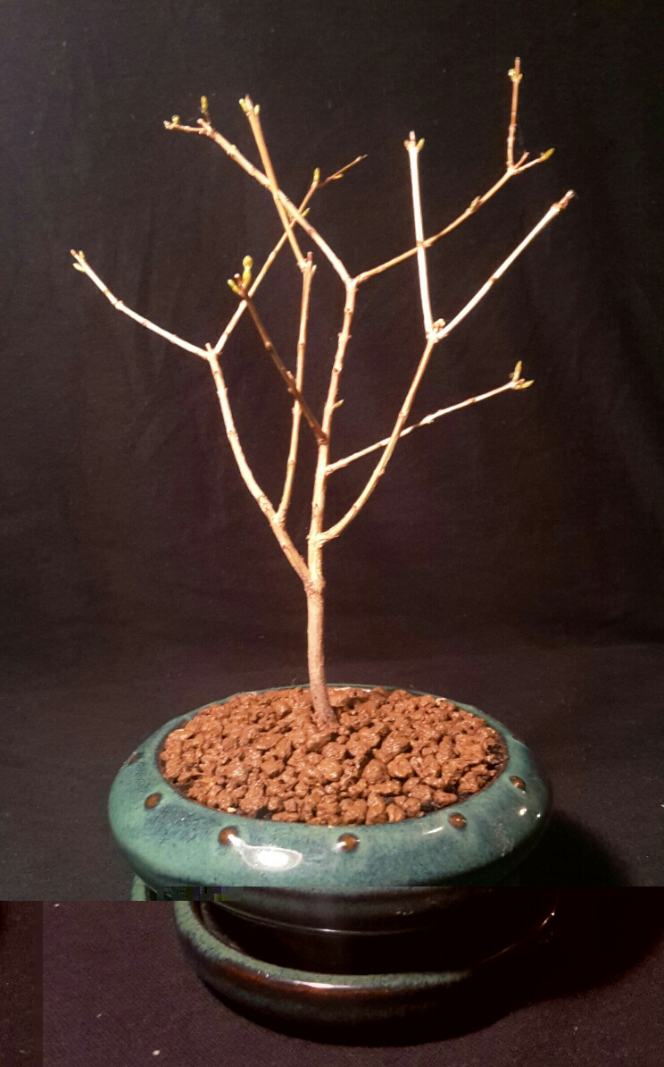 Granatapfelbaum ( gezogen aus den Samen einer gekauften Frucht )