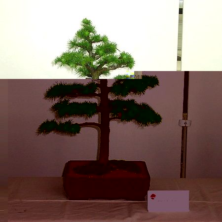 Quelle: http://www.yamadori-bonsai.de/c/06/01/02/01/31.jpg