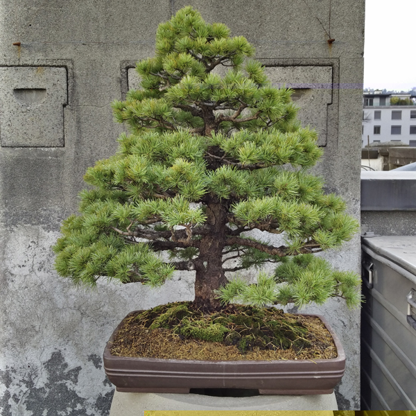 Pinus pentaphylla, 56 jährig, in neuer Schale; März 2017