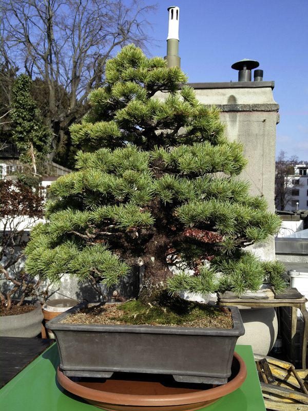 Pinus pentaphylla kurz vor dem Umtopfen