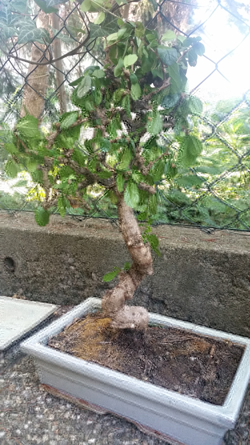 bonsai 2.jpg