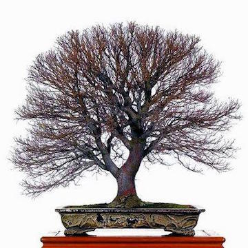 6b-bonsai-nature.jpg