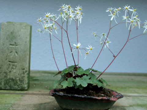 saxifraga-spec._jap.-02.jpg