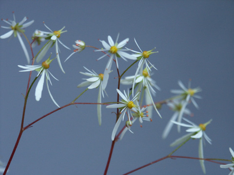 saxifraga-spec._jap.-bluete.jpg