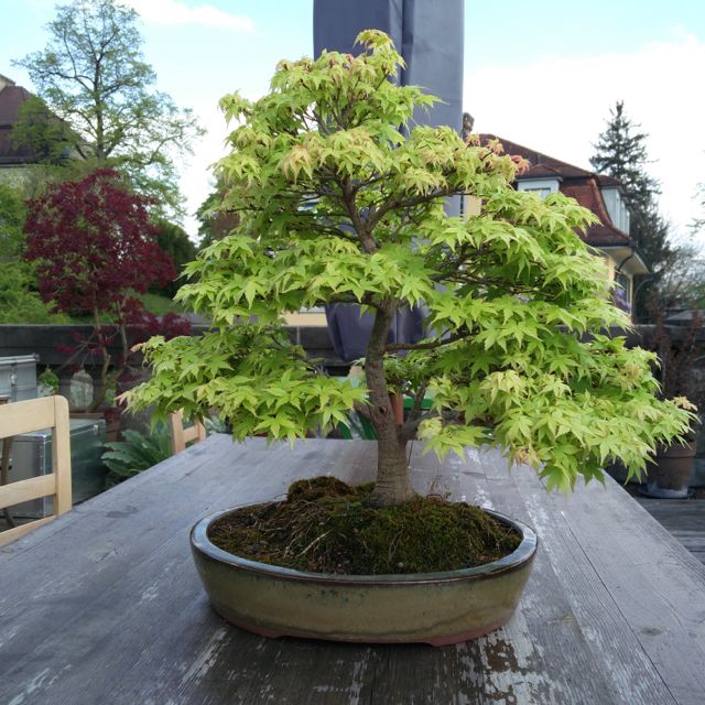 Acer palmatum April 2017