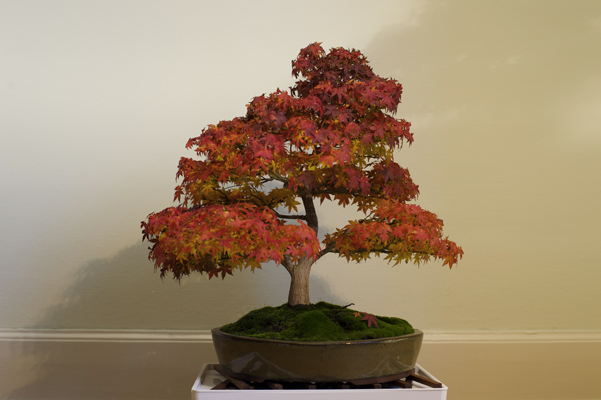 Acer Palmatum3_1711.jpg