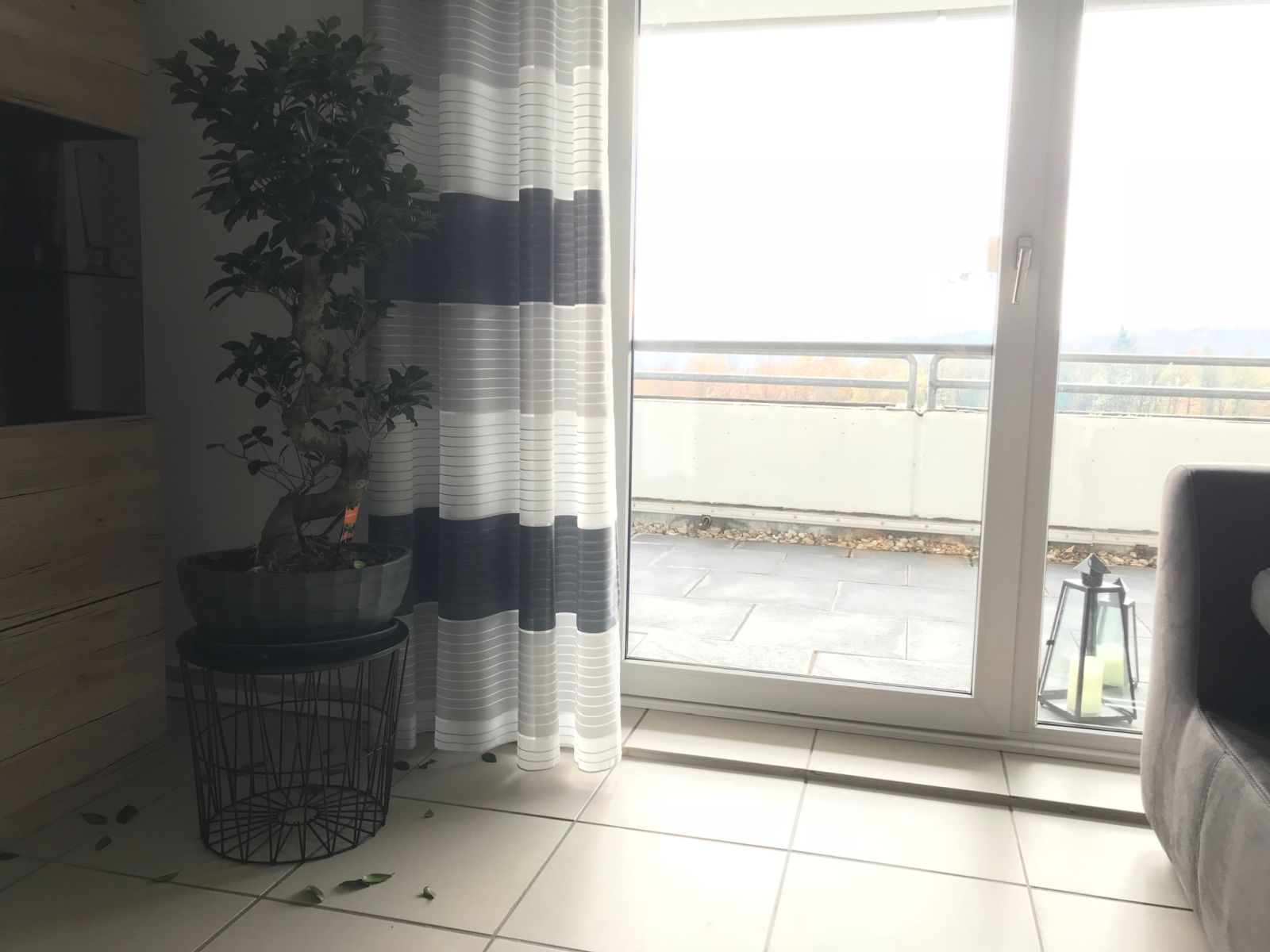 Mein Ficus Microcarpa stand bis vor 2 Tagen neben der Fensterfront.