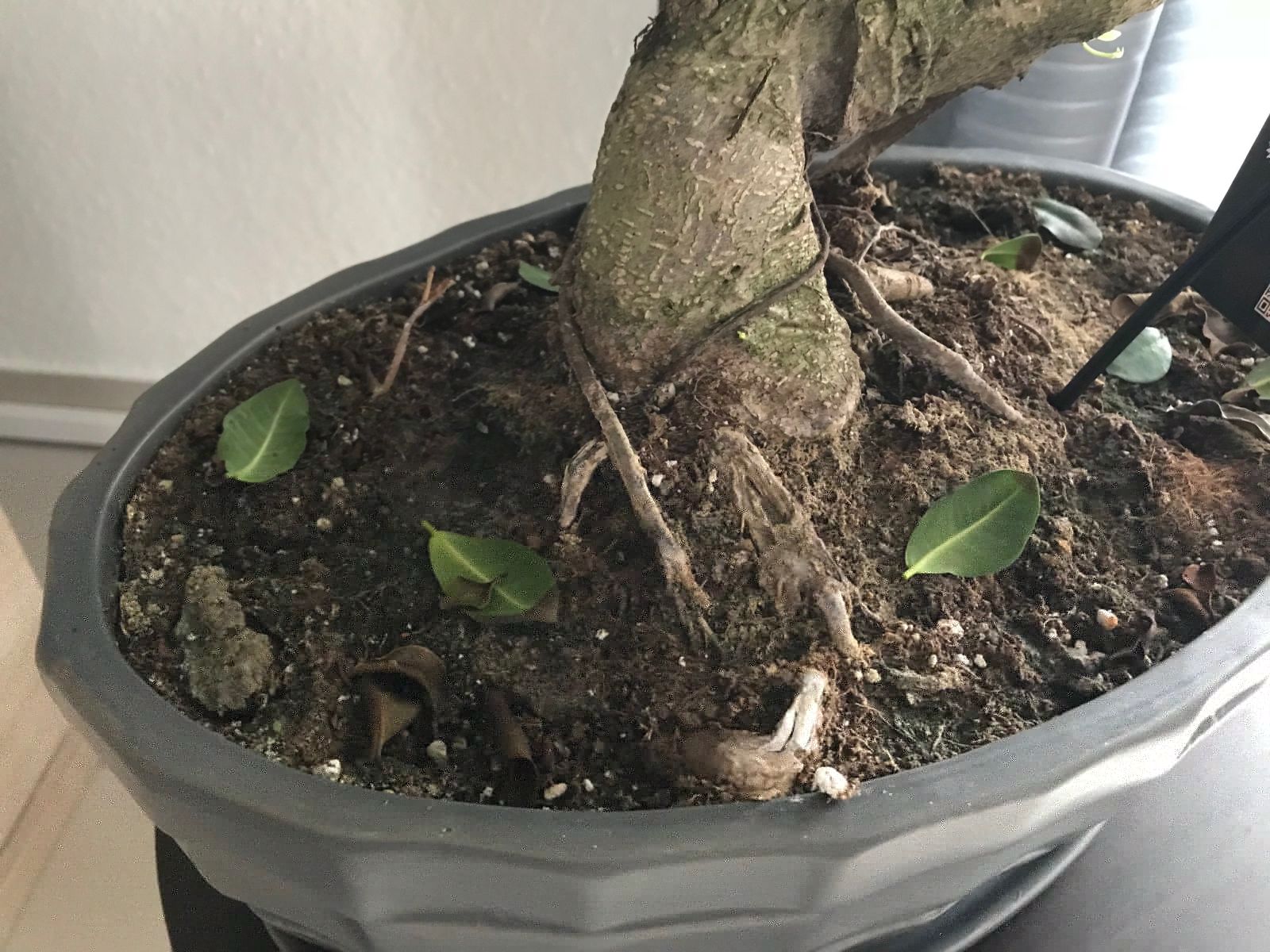 Mein Ficus Microcarpa - der Boden.