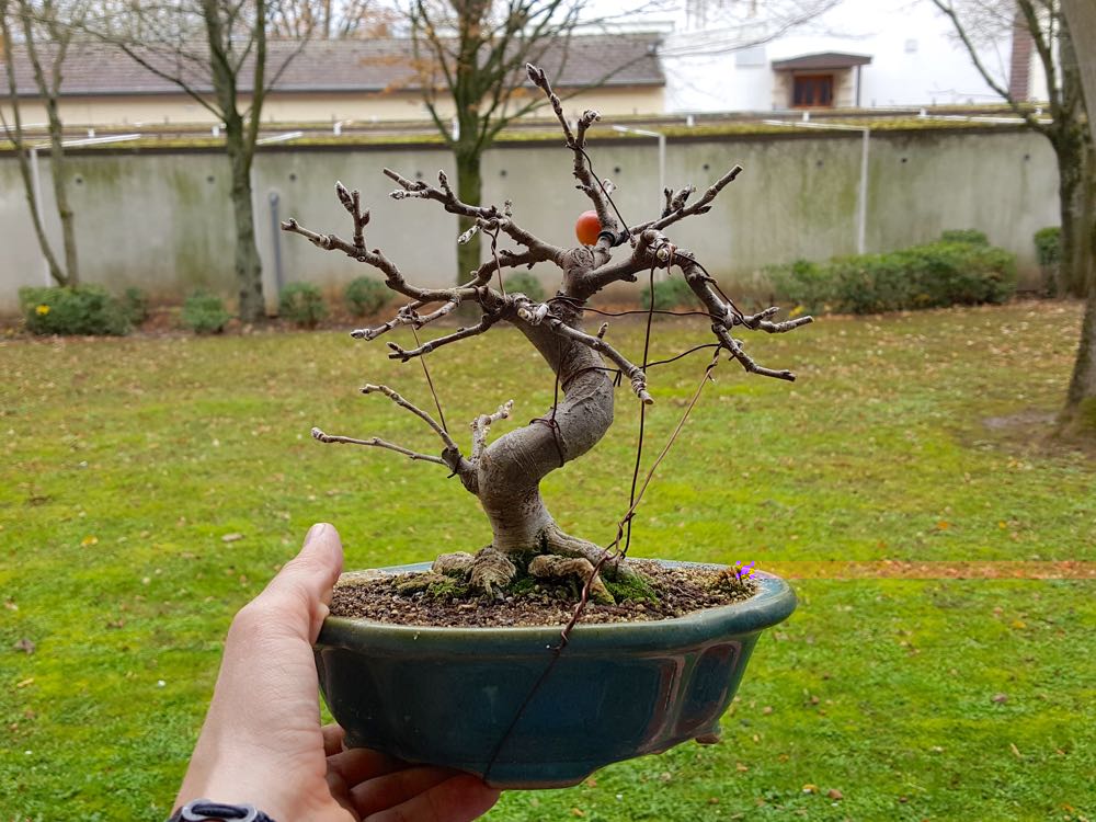 Der Baum mit Schale ist 27cm hoch, ohne sind es 21cm.