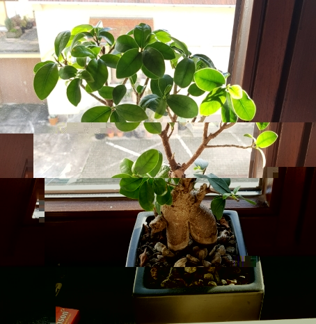 Bonsai 1