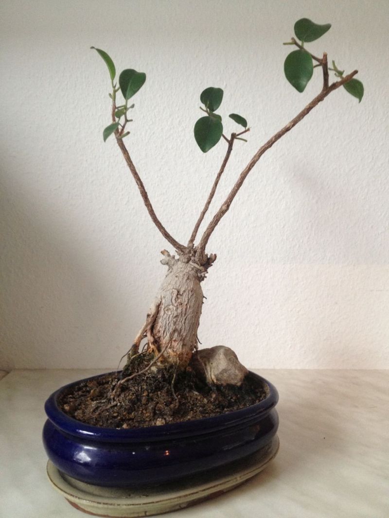 Ficus rechts.JPG