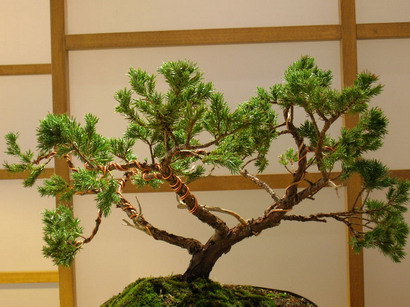 Juniperus3_Bildgröße ändern.JPG