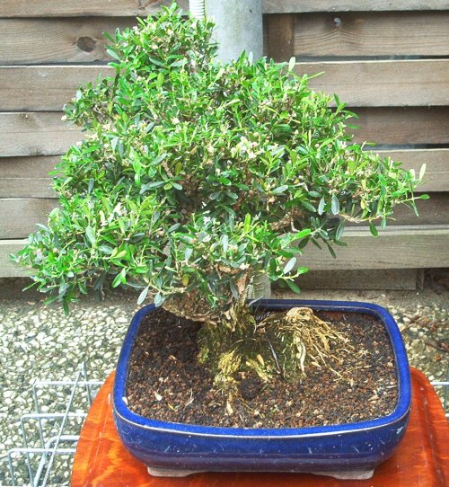 Buxus1.jpg