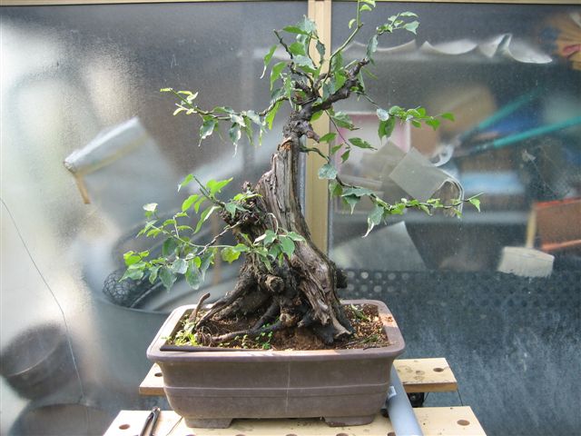 bonsai 003.jpg