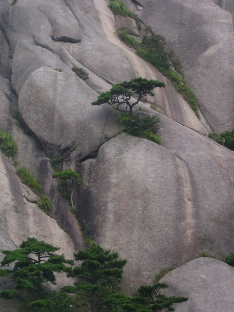 Huang Shang<br />Die Natur ist der einzige Gestalter dieser Kiefern!