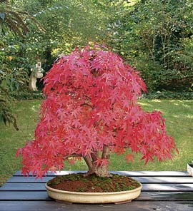 Normalerweise sollte man einen Bonsai nicht unbedingt vor den anderen Gartenpflanzen fotografieren. Hier bildet die grüne Kulisse einen reizvollen Gegensatz zu dem roten Ahorn