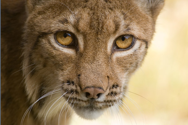 Luchs klein.jpg