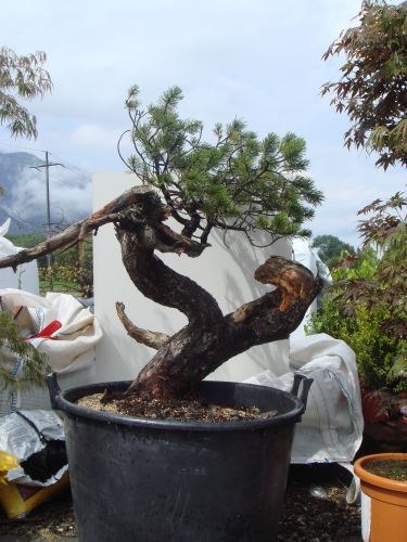 bonsai yamadori2.jpg