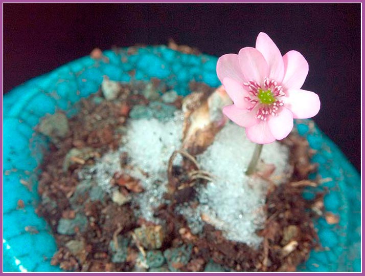 Hepatica-2.jpg