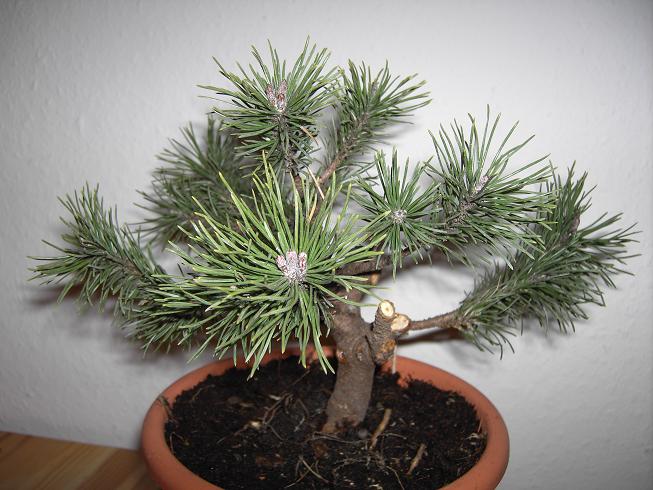 Pinus Mugo Mops 036.JPG