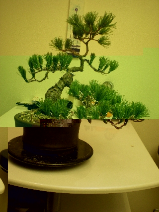 Bonsai 23.11.2009 012forum.jpg