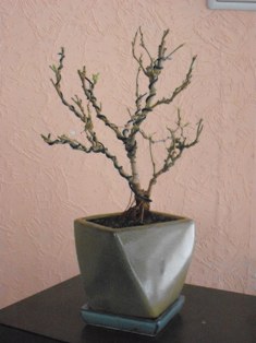 weißer Maulmeerbaum I.JPG