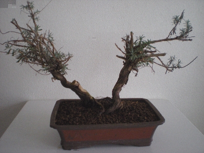 Bonsai 043forum.jpg