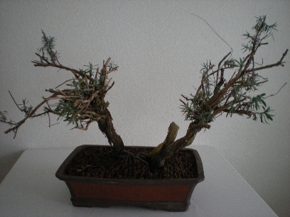 Bonsai 046forum.jpg