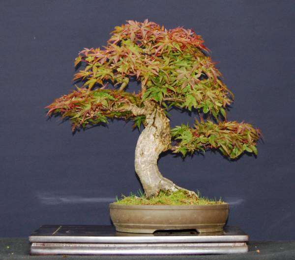 Acer palmatum Seigen