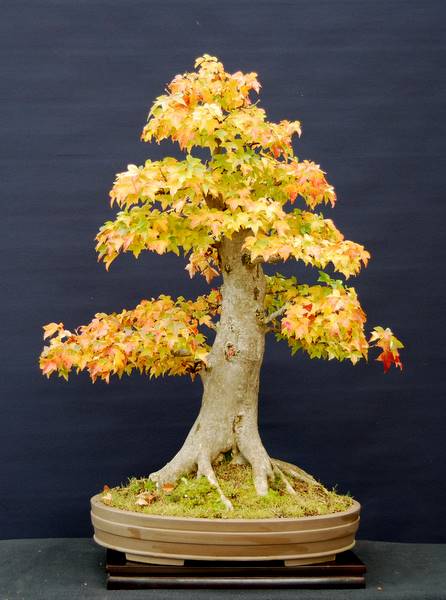 Acer buergerianum