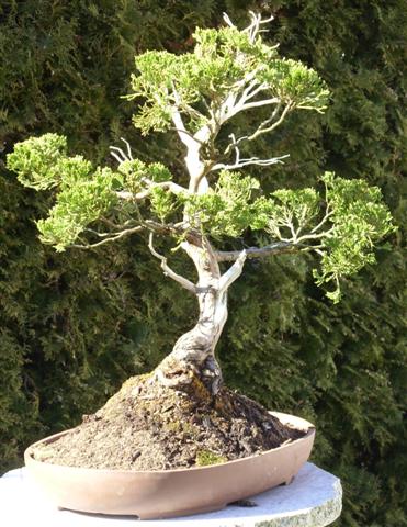 Bonsai 013 (Small).jpg