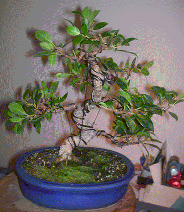 Ficus.gif