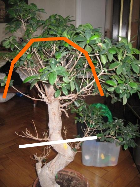 Ficus-Sabsi.jpg